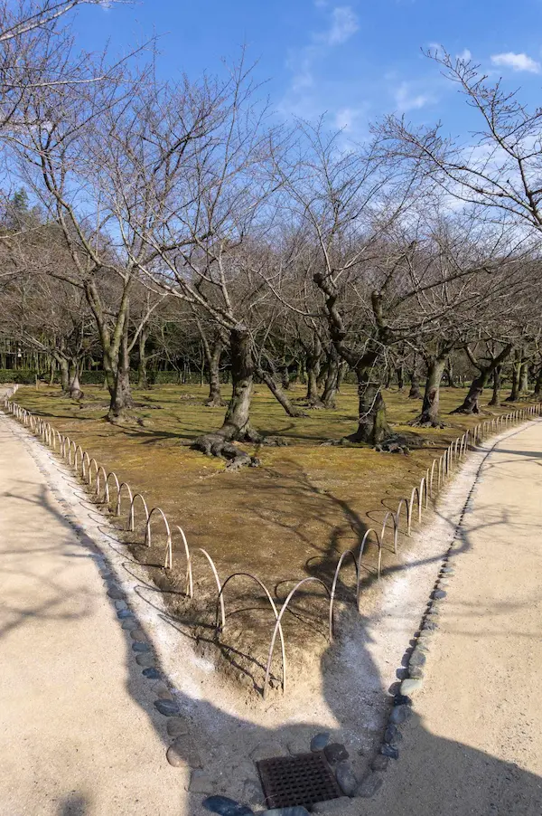 Cherry Blossom Grove